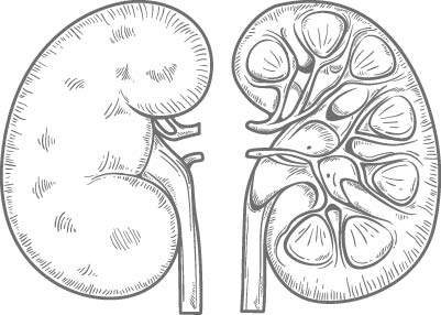 Zeichnung der Nieren